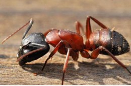 Carpenter Ants