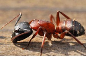 Carpenter Ants
