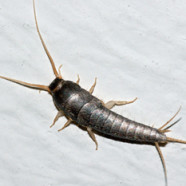 Silverfish