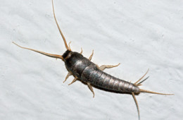 Silverfish