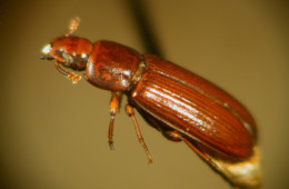 Flour and Grain Beetles