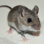 The House Mouse