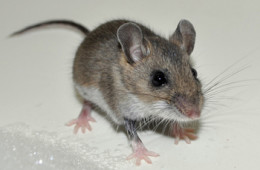 The House Mouse