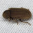 Death Watch Beetles