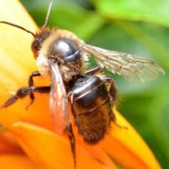 Carpenter Bees