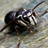 Bald-faced Hornets