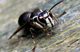 Bald-faced Hornets