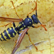 Paper Wasps