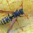 Paper Wasps