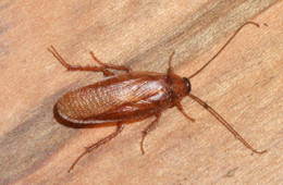 Wood Cockroach