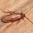 Wood Cockroach